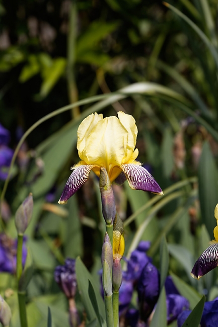 Jardin des Impressionnistes-MAI14-050